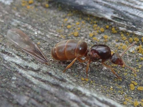 Réf. 317 272 : Lasius sp.