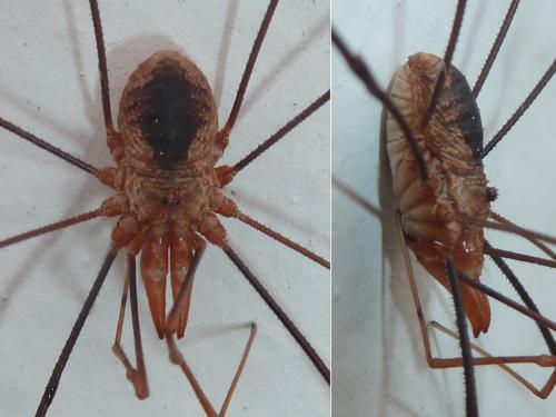 Réf. 317 535 : Phalangium opilio