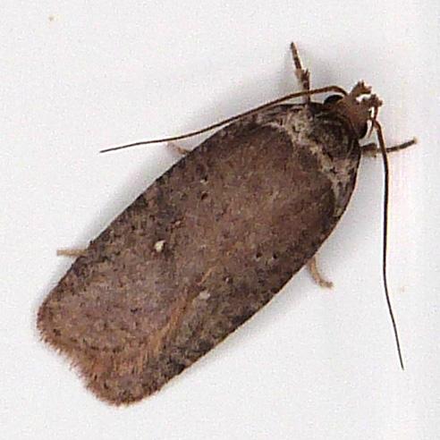Réf. 317 103 : Agonopterix sp.