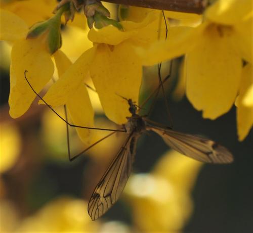 Réf. 317 149 : Tipula sp.