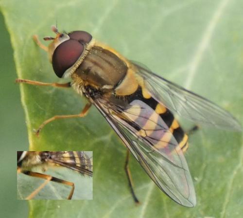 Réf. 317 065 : Syrphus vitripennis
