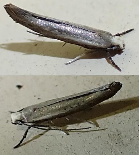 Zelleria hepariella