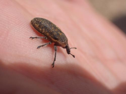Réf. 317 395 : Larinus ochreatus