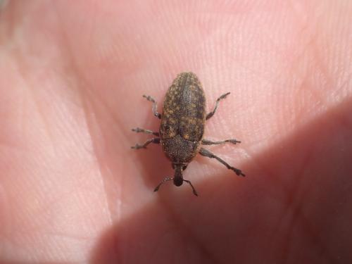 Larinus ochreatus