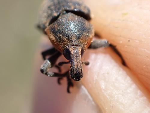 Larinus ochreatus