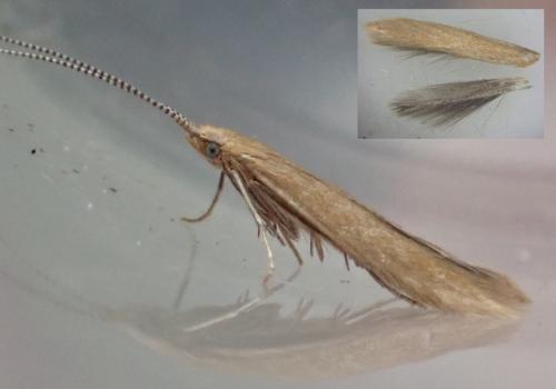 Réf. 317 700 : Coleophora solitariella