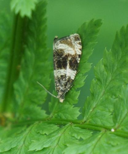 Phiaris umbrosana
