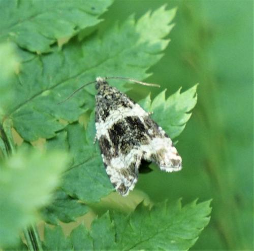 Phiaris umbrosana