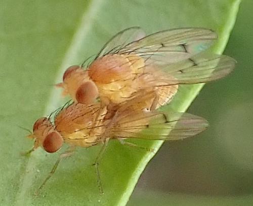 Homoneura sp.