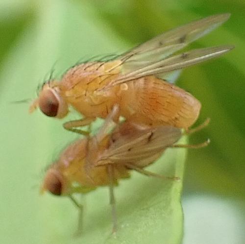 Homoneura sp.