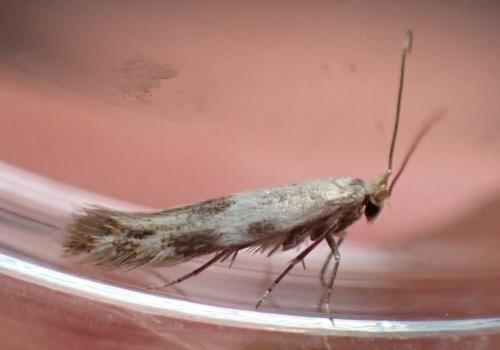Bucculatrix humiliella