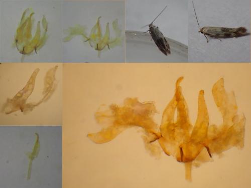 Bucculatrix humiliella