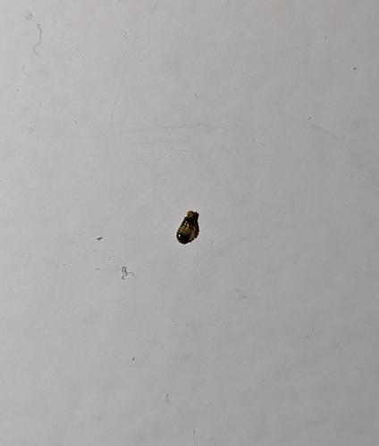 Anthrenus sp.