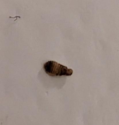 Anthrenus sp.