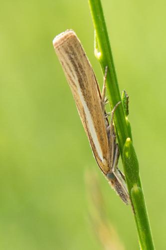 Réf. 317 682 : Agriphila tristella