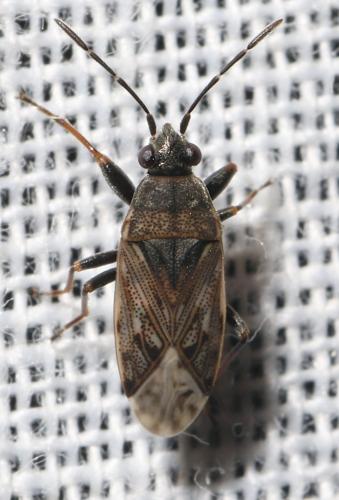 Réf. 317 267 : Peritrechus nubilus