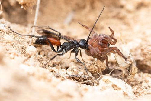 Priocnemis sp.