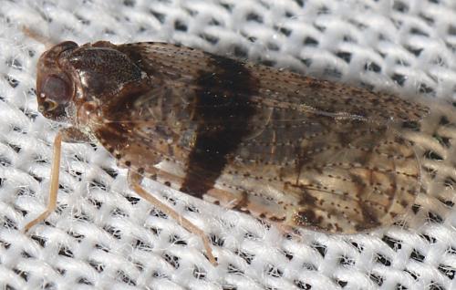 Réf. 317 262 : Cixius sp.