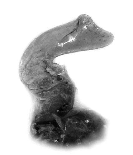 Pterostichus funestes