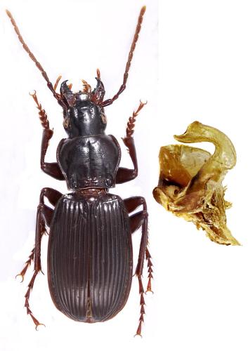 Pterostichus funestes