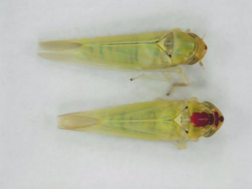Zygina sp.