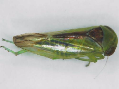 Réf. 317 224 : Viridicerus ustulatus