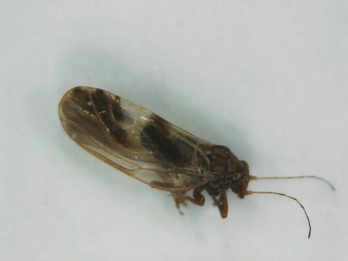 Réf. 317 235 : Cacopsylla fulguralis