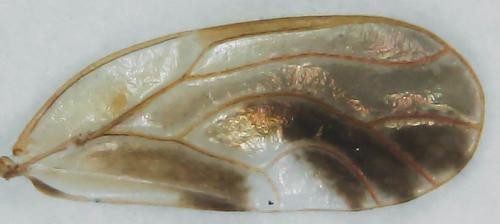 Réf. 317 237 : Cacopsylla fulguralis