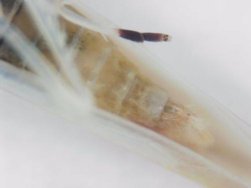 Zygina eburnea