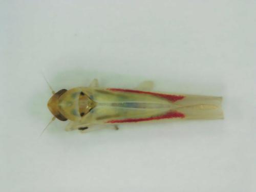 Zygina eburnea