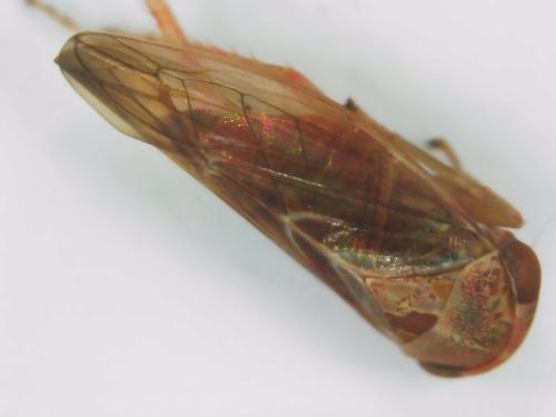 Tremulicerus fulgidus