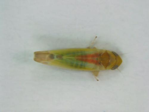 Lindbergina aurovittata