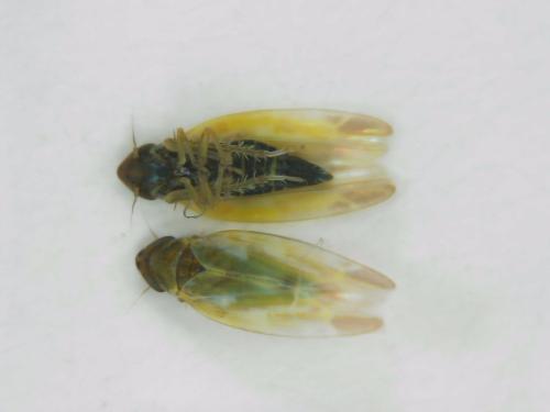 Réf. 317 904 : Frutioidia bisignata