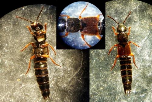 Réf. 317 405 : Platydracus sp.