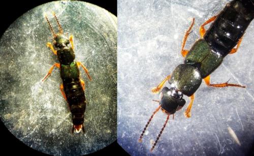 Platydracus fulvipes