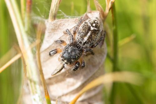 Pellenes tripunctatus