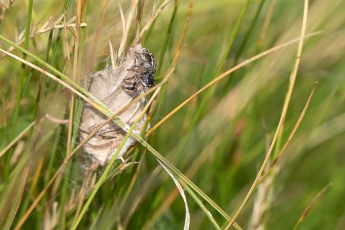 Pellenes tripunctatus