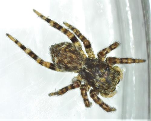 Réf. 317 086 : Pseudeuophrys erratica