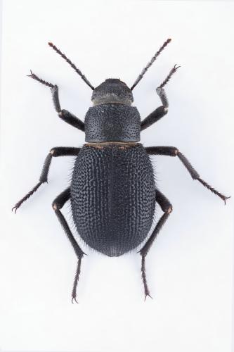 Trachyderma lima