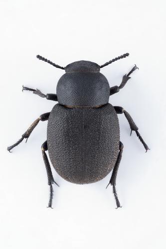 Réf. 317 809 : Phymatiotris quadricollis
