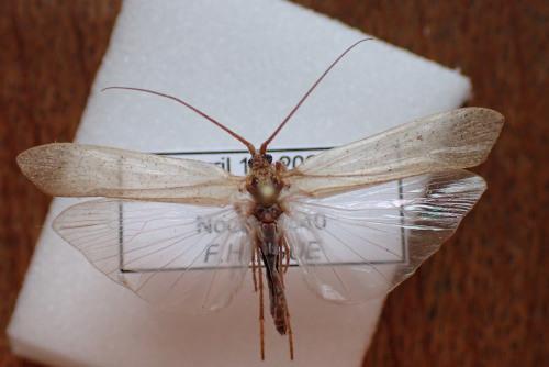 Grammotaulius nigropunctatus