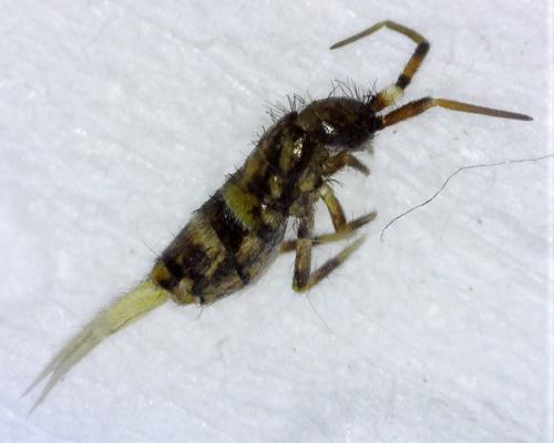Réf. 317 000 : Orchesella cincta