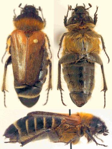 Rhadinolontha mimetica