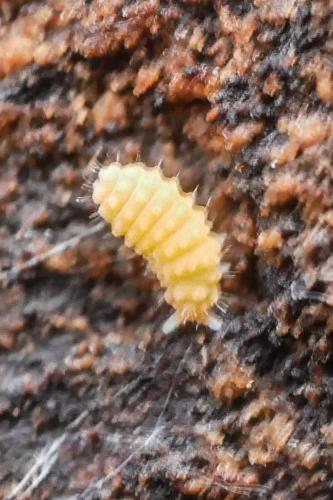 Bilobella aurantiaca