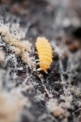 Bilobella aurantiaca