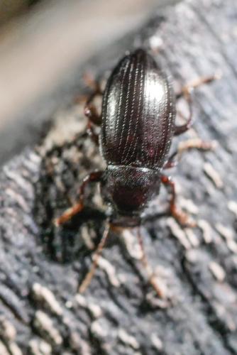 Réf. 317 187 : Nalassus sp.