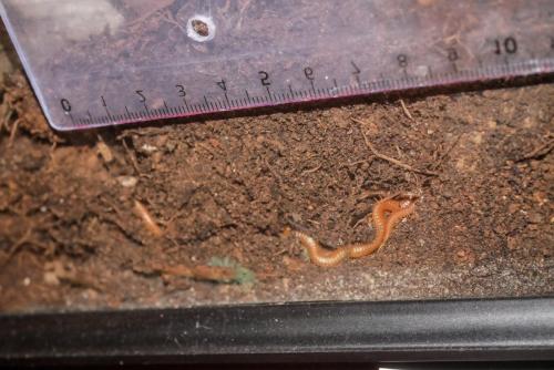 Himantarium gabrielis