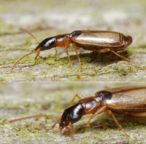 Philorhizus melanocephalus