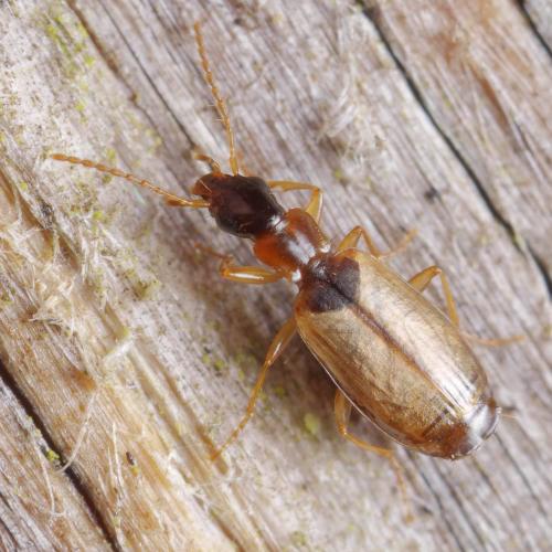 Philorhizus melanocephalus