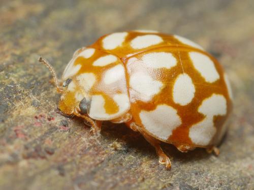 Sospita vigintiguttata
